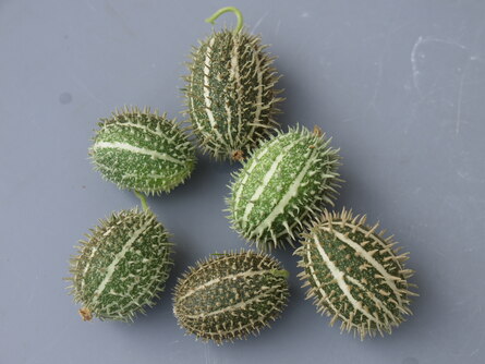 Cucumis Arten, kleine Früchte, rund oder stachlig