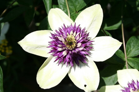 Clematis integrifolia u. a. Arten, weiße Blüte mit lila Mitte