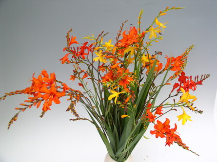 Crocosmia Cultivars, Blüte in gelb, orange, rot