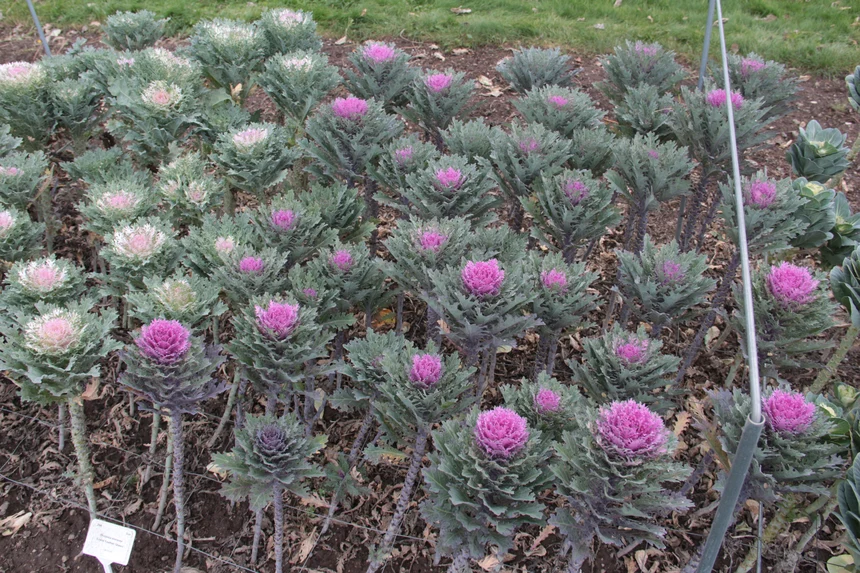 Brassica oleracea