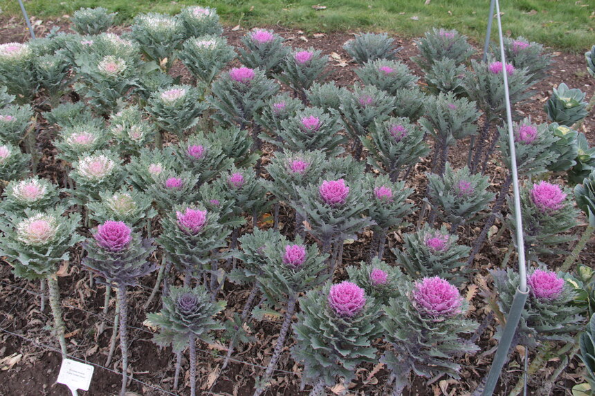 Brassica oleracea
