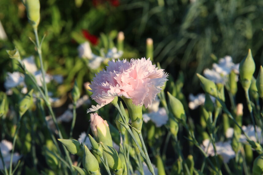 Dianthus caryophyllus, zartrosa Blüte