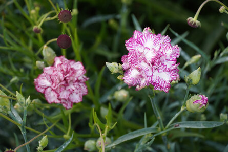 Dianthus caryophyllus, lila weiße Blüte