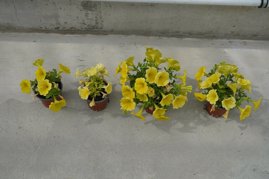 Calibrachoa in verschiedenen Größen