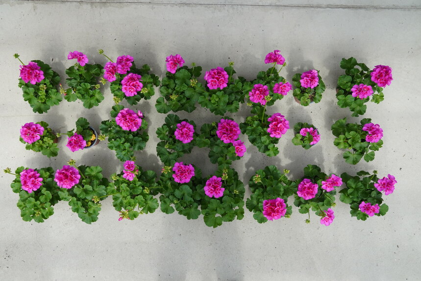 lila Pelargonien in verschiedenen Substraten