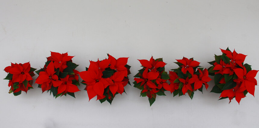 Rote Weihnachststerne in verschiedenen Größen