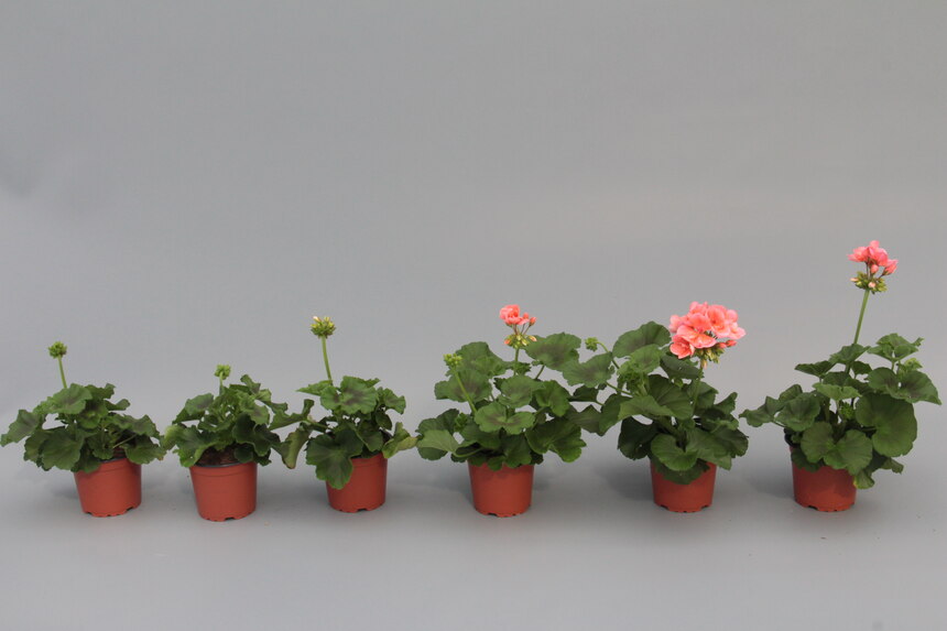 lachsfarbene Pelargonien im Topf, knospig bis blühend