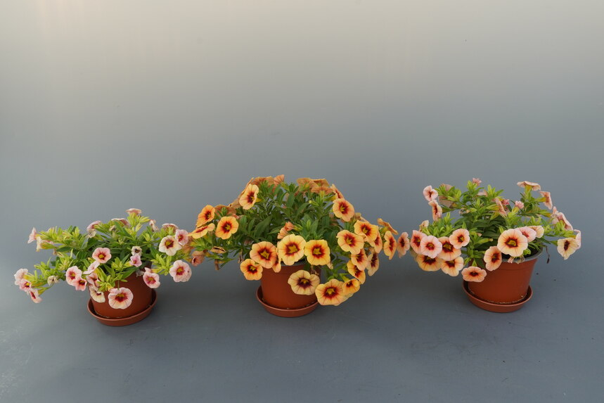 Beet- und Balkonpflanzen, Beispiel Calibrachoa orange