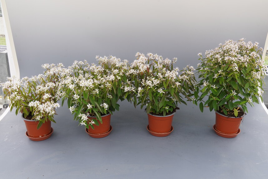 Euphorbie, kleine weiße Blüten in Töpfen