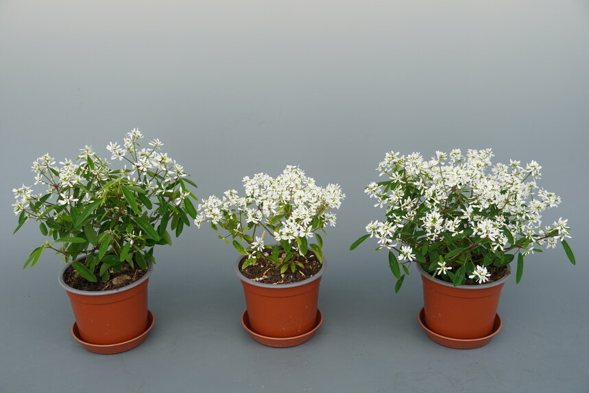Euphorbie, kleine weiße Blüten, in Töpfen unterschiedlich groß