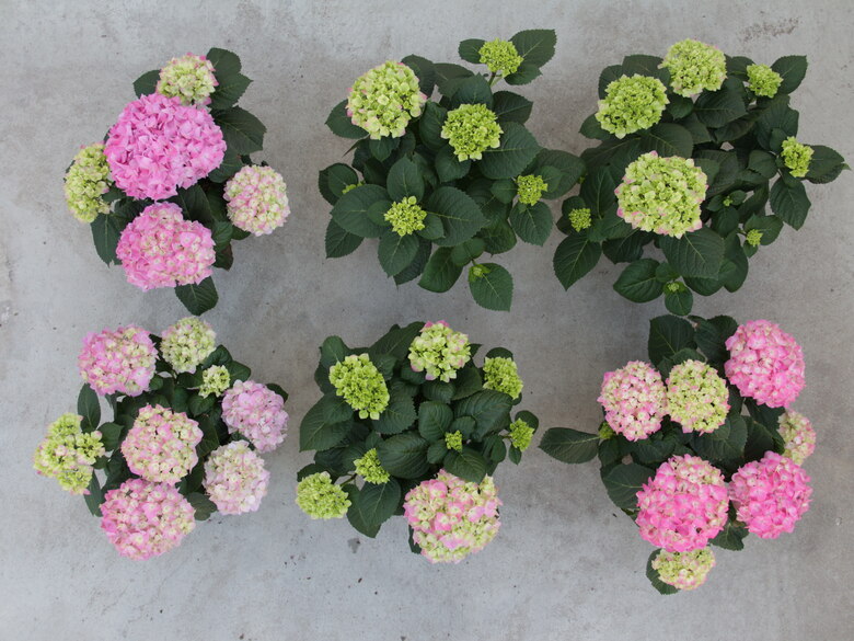 Hortensien Treiberei