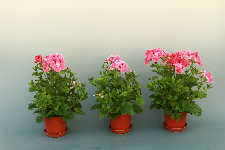 Edelpelargonie unterschiedliche Größen