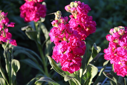 Matthiola incana, dunkelrosa Rispe mit gefüllten Blüten