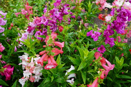 Penstemon Arten, glockenförmige Blüte rosa, weiß, lila, teilweise mit hellem Schlund
