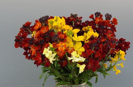 Erysimum cheiri, Blüten in gelb, rot, rotbraun