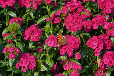 Dianthus barbatus, Blüte mit Schmetterling