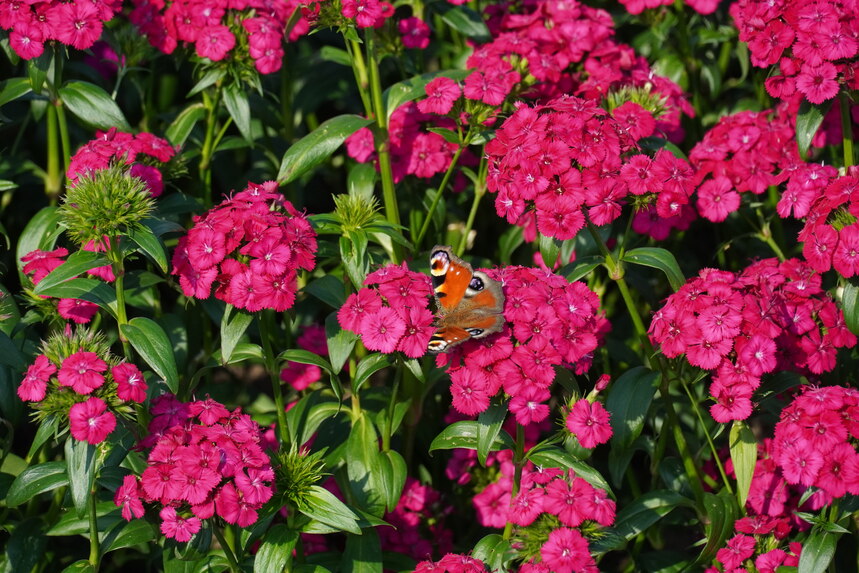 Dianthus barbatus, Blüte mit Schmetterling