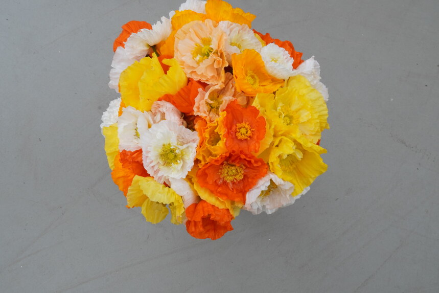Papaver nudicaule, Mohnblüte in leuchtenden Farben