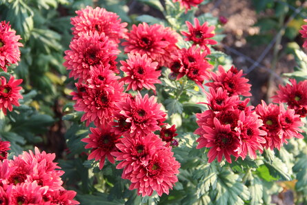 Chrysanthemum x grandiflorum, rote gefüllte Blüte