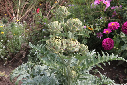 Cynara cardunculus