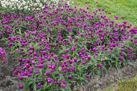 Gomphrena globosa, G. haageana, kleine Blüten leuchtend lila