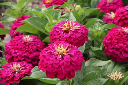 Zinnia Arten, lila gefüllte Pomponblüte