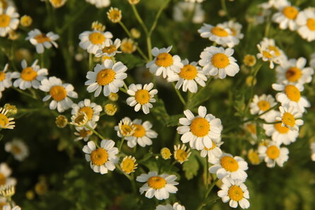 Tanacethum parthenium, viele kleine weiße Blüten
