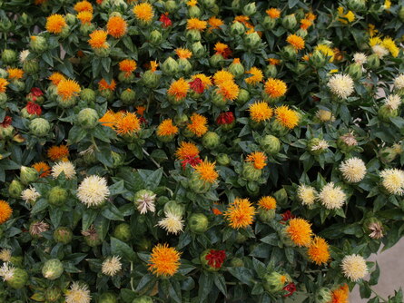 Carthamus tinctorius