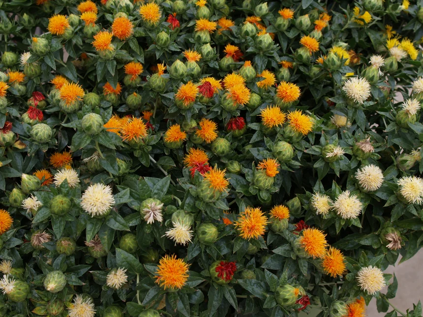 Carthamus tinctorius