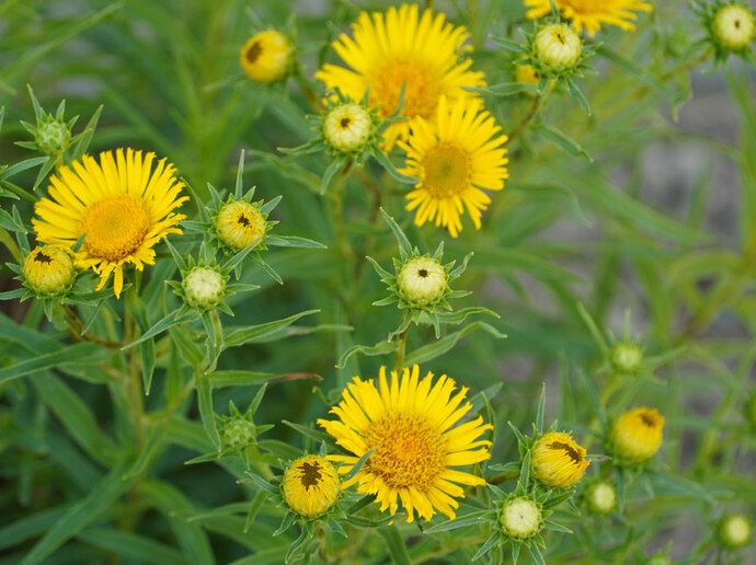 Blüte der Alante