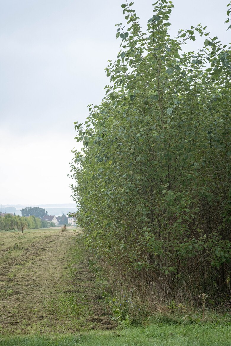 Streifenförmige Kurzumtiebshecke