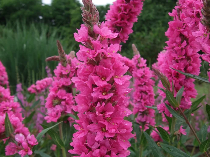 83-gewöhnlicher Blutweiderich »Pink Blush«