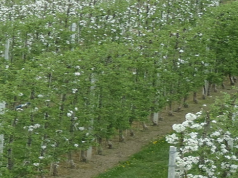 maschinell geschnittene_Anlage Apfel