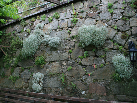 Trockenmauern mit zahlreichen Pflanzen