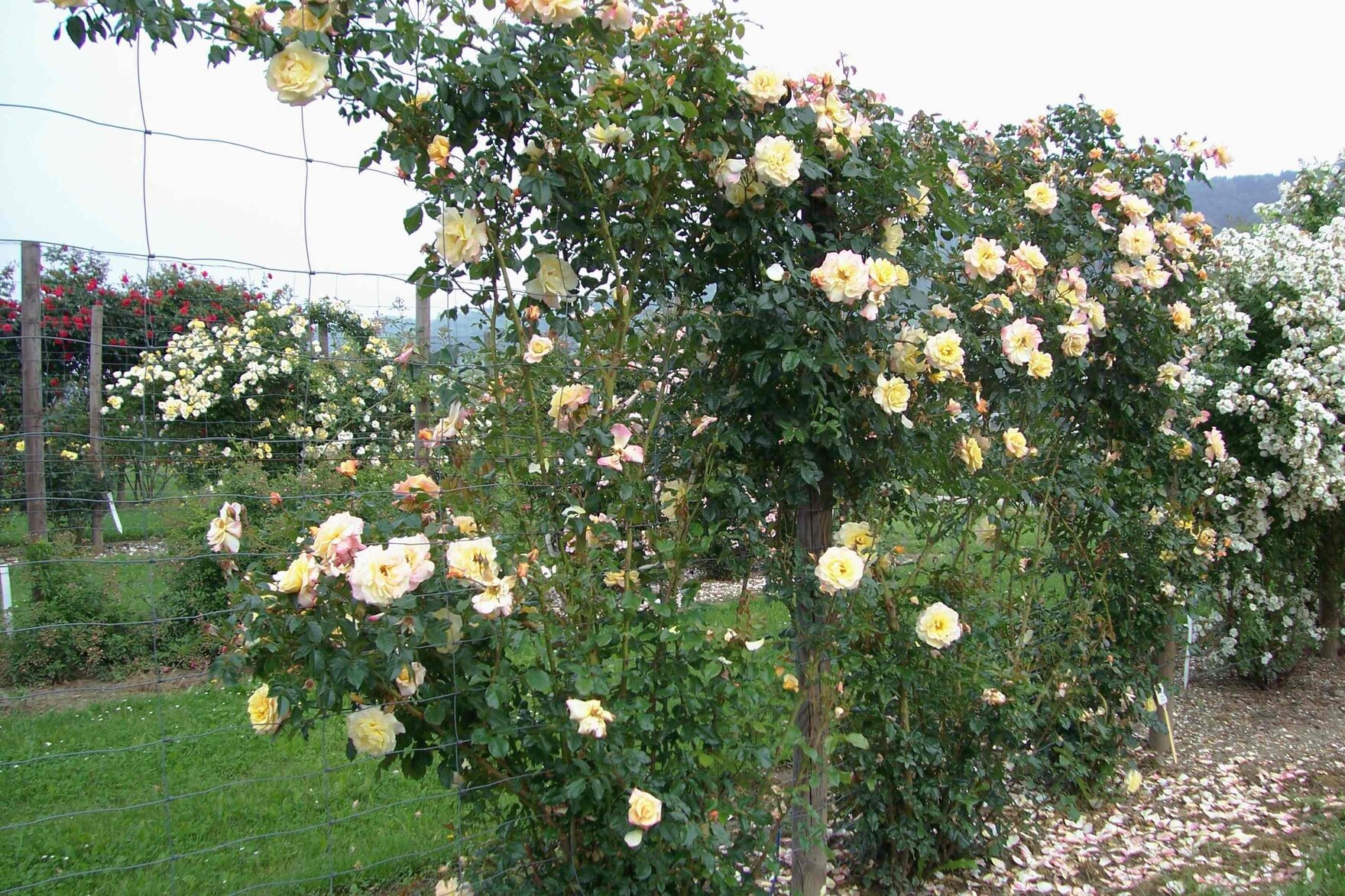 Kletterrose Moonlight von Kordes im Pillnitzer Versuchsfeld