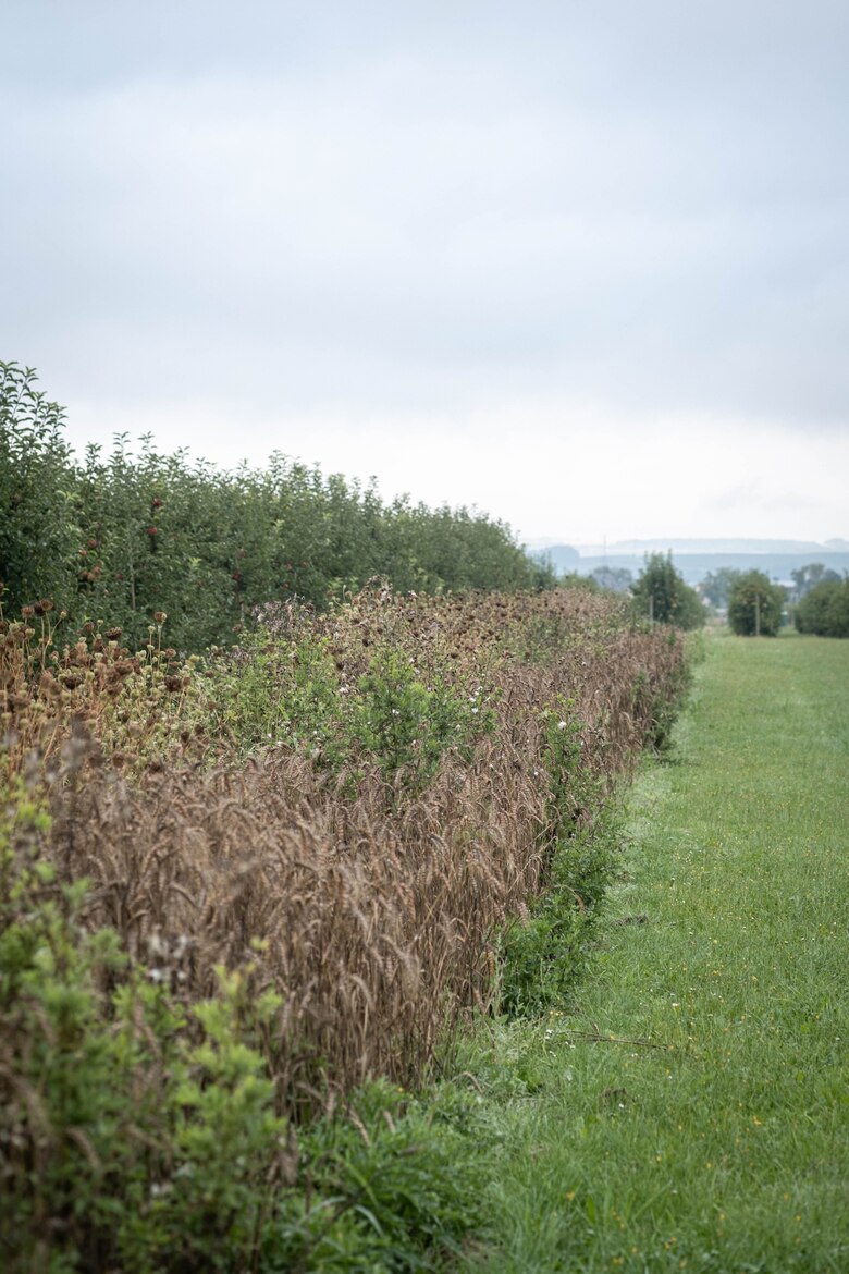 Nützlingsblühstreifen