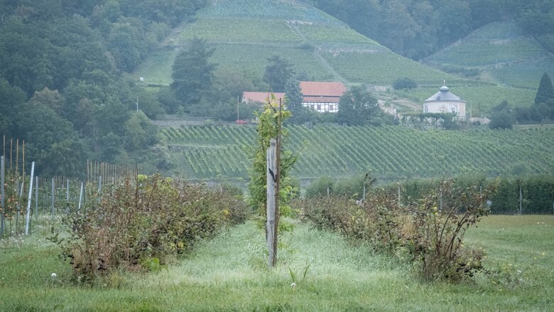 Nutzhecke im Obstbau