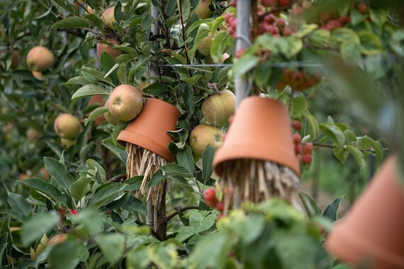 Ohrwurmbehausung im Obstbau