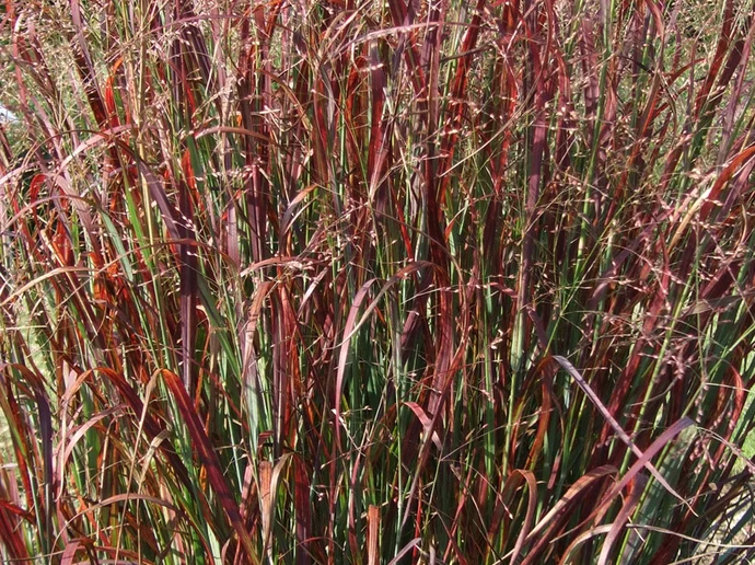 83-Ruthenhirse »Prairie Fire«