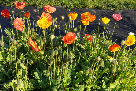 Papaver nudicaule - Mohn in Farben gelb, orange, weiß