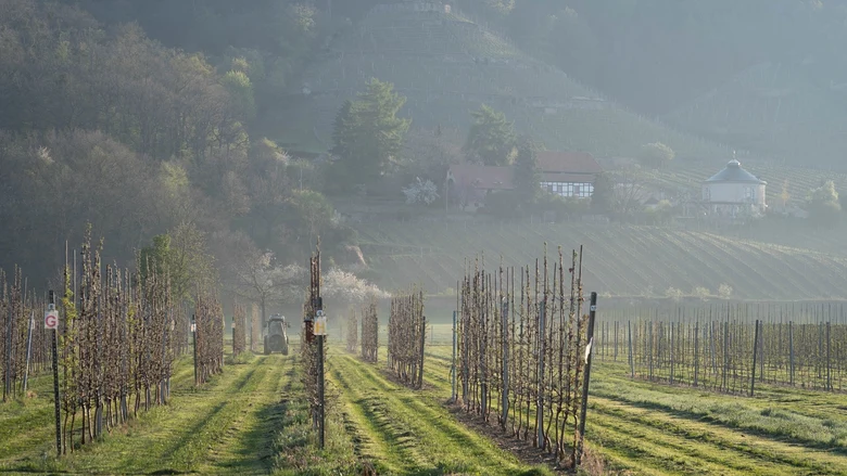 Pflanzenschutz im Versuchsfeld im April