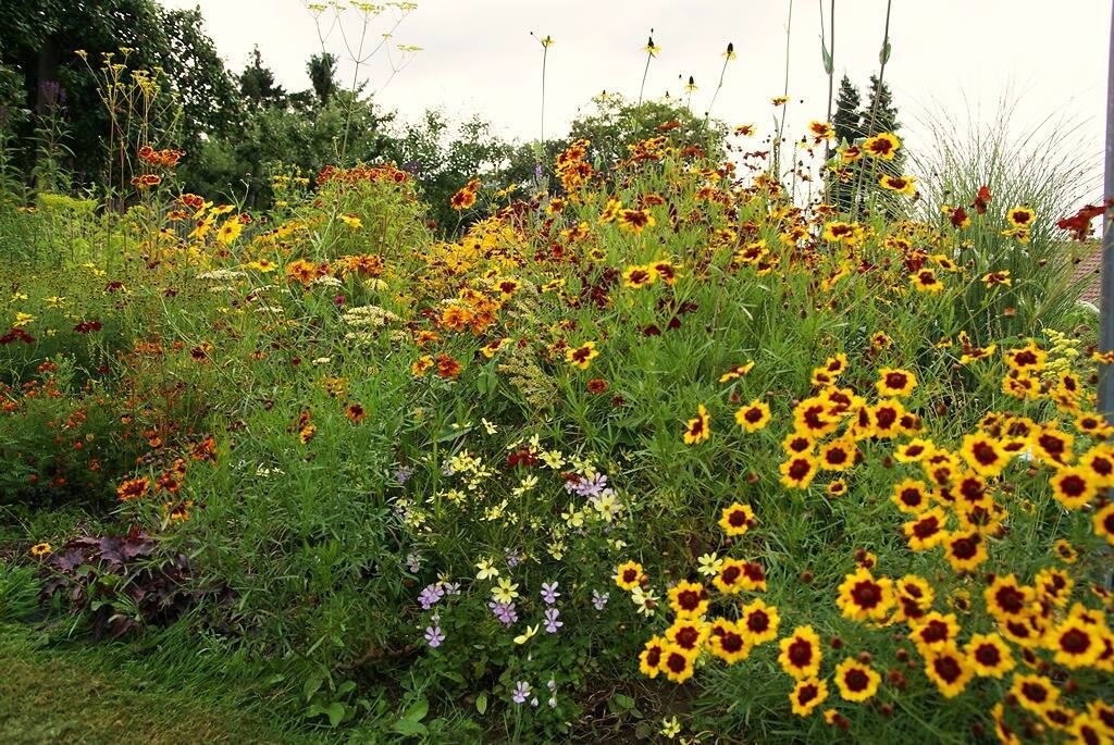 Dynamische Pflanzenverwendung mit Coreopsis tinctoria