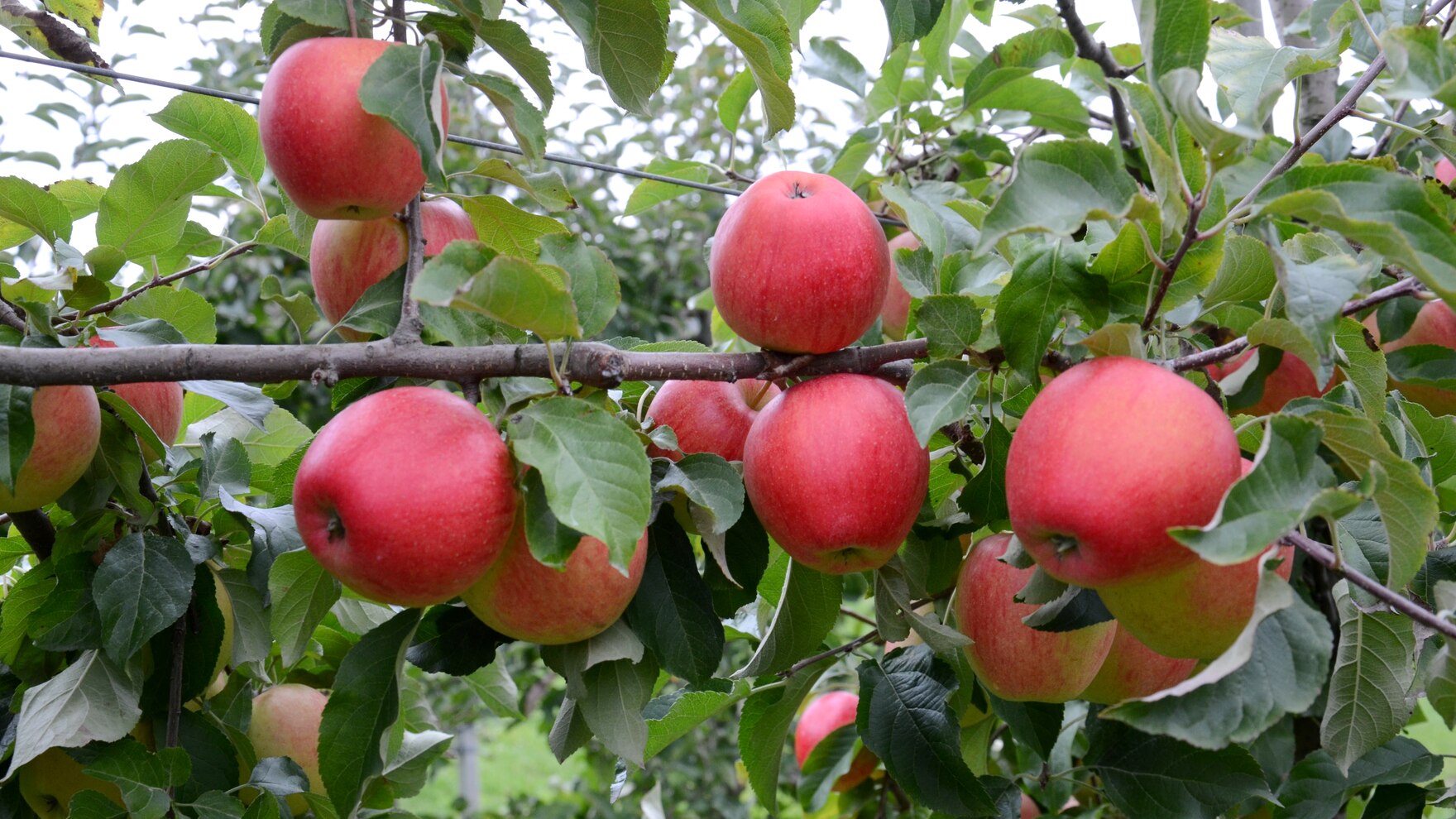 reife Apfelfrüchte am Baum