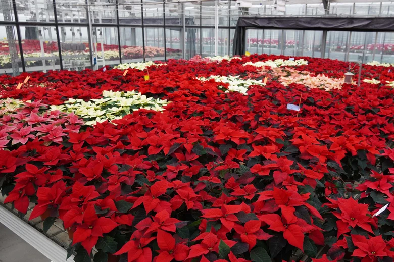 Rote Weihnachtssterne im Gewächshaus, Versuch Energieeinsparung