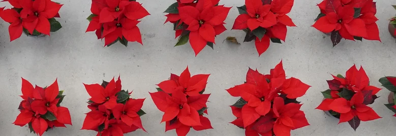 Weihnachtssterne rot im Gewächshaus