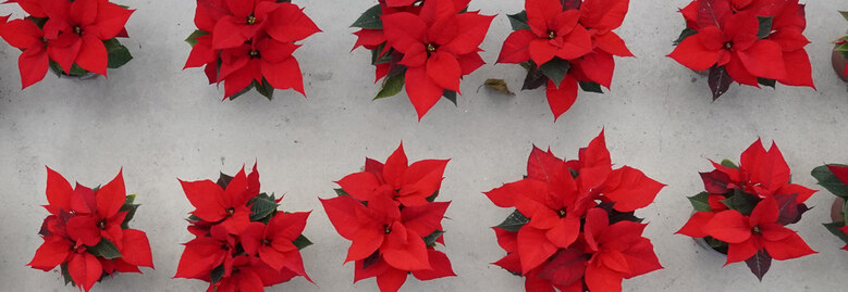 Weihnachtssterne rot im Gewächshaus