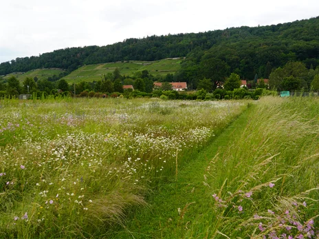 Versuchsfläche-Pillnitz-Sommer