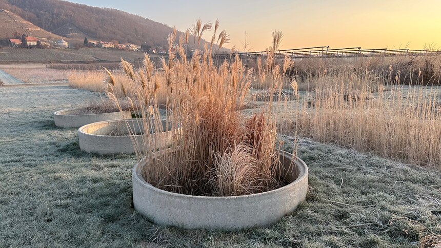 Betonschachtring mit Miscanthusbepflanzung an einem sonnigen, frostigen Januarmorgen