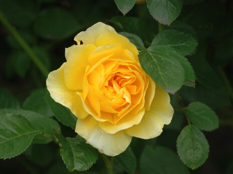 83-Rose-Gelb-Blüte