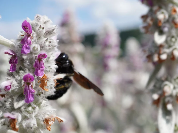 83-Aufrechter Ziest in der Blüte-Staudensichtung